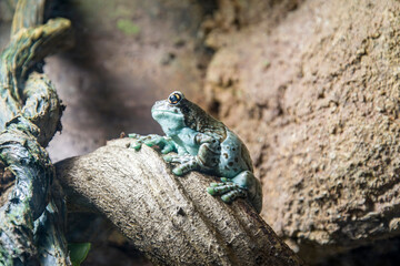 Amazon milk frog (Trachycephalus resinifictrix) is a large species of arboreal frog native to the Amazon Rainforest in South America. 
They often inhabit vegetation.