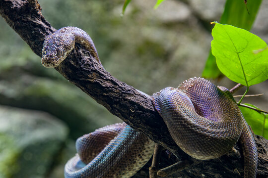 Macklot's python (Liasis mackloti) is a species of python, a nonvenomous snake in the family Pythonidae. It is endemic to Indonesia, East Timor, Papua New Guinea, and coastal northern Australia. 