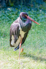 The black stork (Ciconia nigra) is a large bird in the stork family Ciconiidae. 
A shy and wary species. It is seen singly or in pairs, usually in marshy areas, rivers or inland waters.