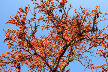 Palash flower tree, Butea Monosperma or palash flower.