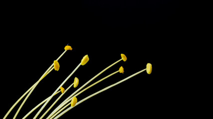 Yellow flower with shallow depth of field on black background.