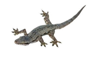 lizard isolated on white background with clipping path.