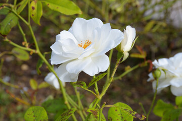 Close-up of pink iceberg in side view