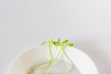 Sunflower sprout on porcelain dish with white background.