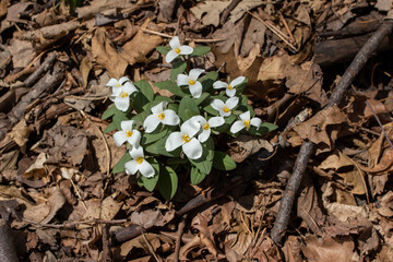 Close up view of a cluster of white flowering snow trillium (trillium nivale) wildflowers, blooming on a ravine slope in early spring