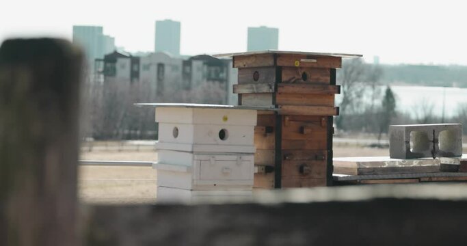 Beautiful beekeeping Langstroth hive farm close up with the City of Ottawa cityscape in the background filmed from Moore Farm in Gatineau, Quebec.