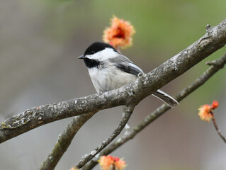 black capped chickadee bird standing on the spring tree branch