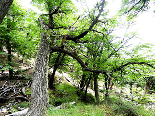Obraz premium Forest in autumn. Bosque. Calafate