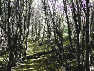 Forest in autumn. Bosque. Calafate