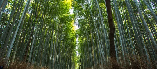 Poster bamboo forest in the morning , Kyoto Japan © Champ