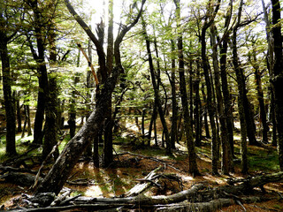 Forest in autumn. Bosque. Calafate