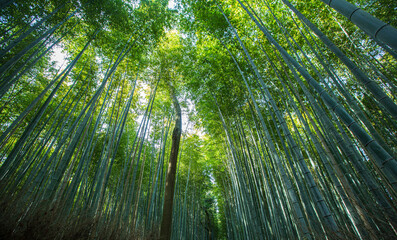 bamboo forest in the morning , Kyoto Japan