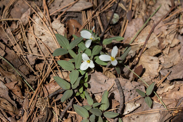 Close up view of a cluster of white flowering snow trillium (trillium nivale) wildflowers, blooming on a ravine slope in early spring