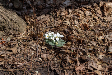 Close up view of a cluster of white flowering snow trillium (trillium nivale) wildflowers, blooming on a ravine slope in early spring