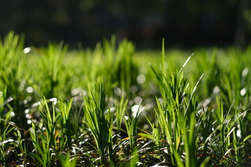 low angle view of green grass under sunshine. Dark background