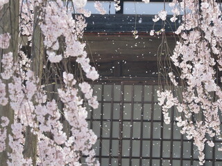 美しい桜吹雪　信州　舞台桜