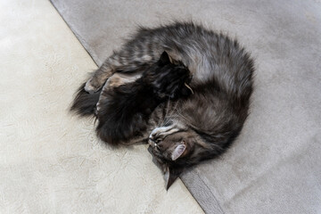 photo of a cat with a kitten of a beautiful gray variegated color