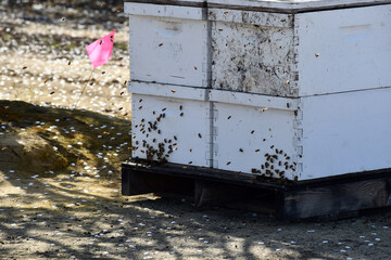 A shot of honey bee boxes during pollination