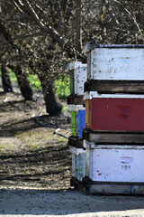 honey bee boxes during pollination