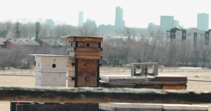 A beekeeping Langstroth hive farm close up with apartment building and the City of Ottawa cityscape in the background filmed from Moore Farm in Gatineau, Quebec.