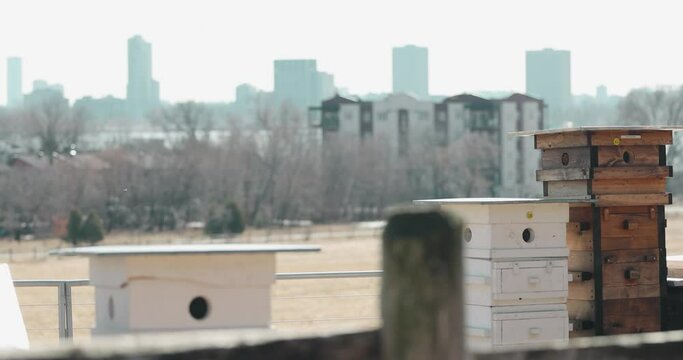 Multiple beekeeping Langstroth hives close up with apartment building and the City of Ottawa cityscape in the background filmed from Moore Farm in Gatineau, Quebec.
