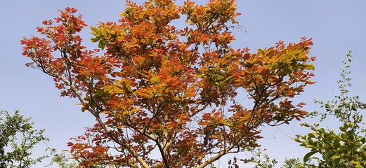 autumn leaves against blue sky