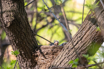 Chicks of Thrush fieldfare, Turdus pilaris, in a nest