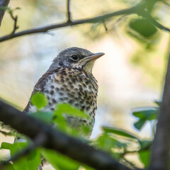 A fieldfare chick, Turdus pilaris, has left the nest and is sitting on a branch. A chick of...