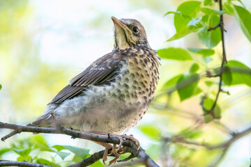 Fototapeta premium A fieldfare chick, Turdus pilaris, has left the nest and is sitting on a branch. A chick of fieldfare sitting and waiting for a parent on a branch.