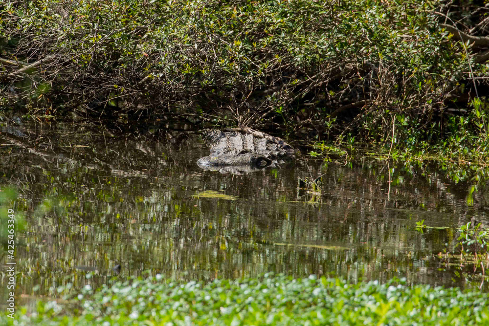 Wall mural Alligator Swimming Through Swampy Marsh - Wall murals