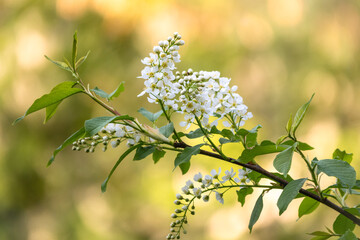 White flowers blooming bird cherry. Close-up of a Flowering Prunus padus Tree with White Little Blossoms