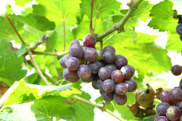 Bunches of ripe red wine grapes on  vine with green leaves