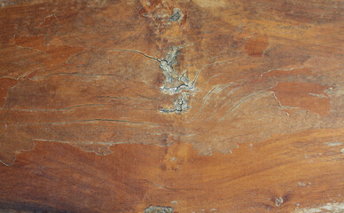 Brown wood texture. Abstract background, empty template