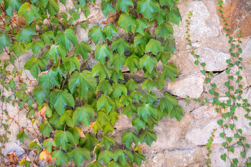 Green Creeper Plant growing on a rock wall
