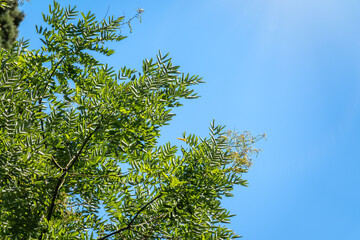 Acacia leaves on the blue sky background in summer sunshine.