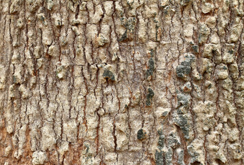 Tree bark texture old Wood Background Pattern