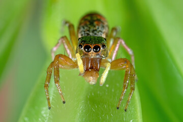 Macro Photo of Colorful Jumping Spider on Green Leaf