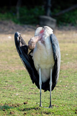 Close-up Marabou Stork was Sunbathing on The Lawn