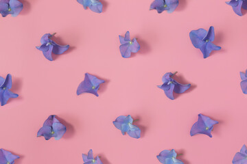 Flat lay with hydrangea or hortensia blue-purple petals on pink background