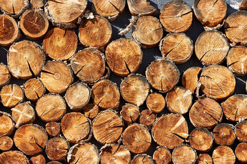 background of cross-sections of tree trunks. wall decoration