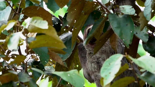 Cinematic closeup view of a beautiful Sloth in Costa Rica in its natural habitat 