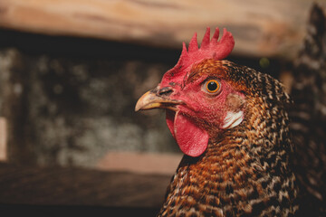 mirada enojada de gallina