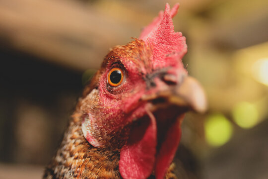 ojo de gallina