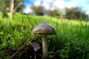 fungus