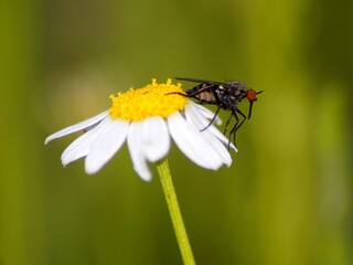 macro fly