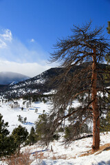 Dead Pine Against Blue Sky and Snowy Fields in Front of Mountains near Estes Park, Colorado