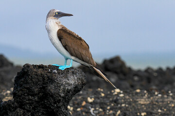 Blue-Footed or Blue Footed Booby Bird on Black Lava Rock of Galapagos Island, Las Tintoreras 