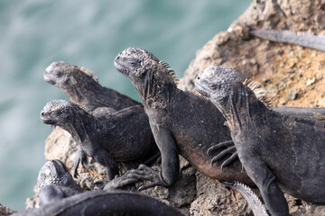 Pile of Sunning, Smiling Iguanas on Rocks Over Water on Las Tintoreras, Galapagos, Ecuador