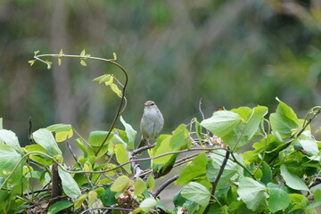 japanese bush warbler on the branch