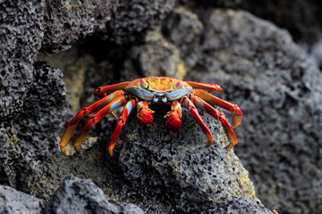 Sally Lightfoot Crab or Red Rock Crab on Rocks of Galapagos Island